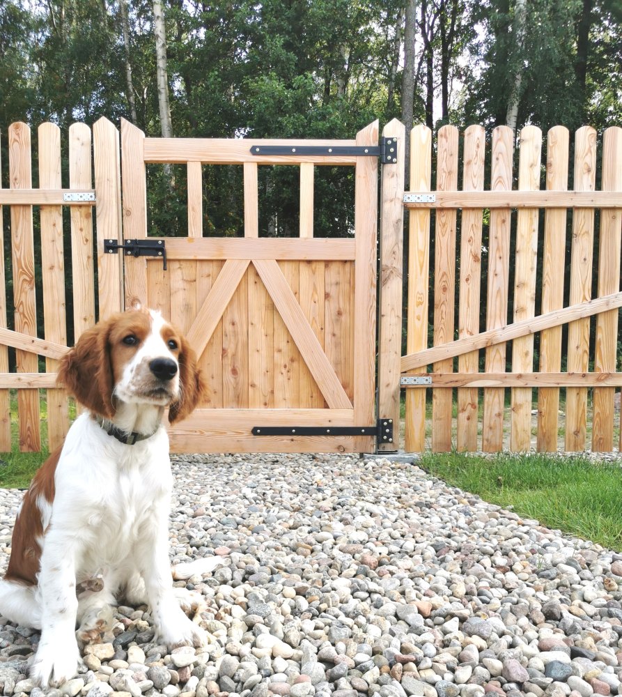 Ucieszony pies rasy Welsh Springer Spaniel, w tle ładny drewniany płot i ścieżka z drobnych kamyków.